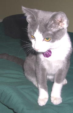 Pattee