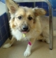 Sally, a timid pup we had for several months. Follow this link to see our other foster babies.